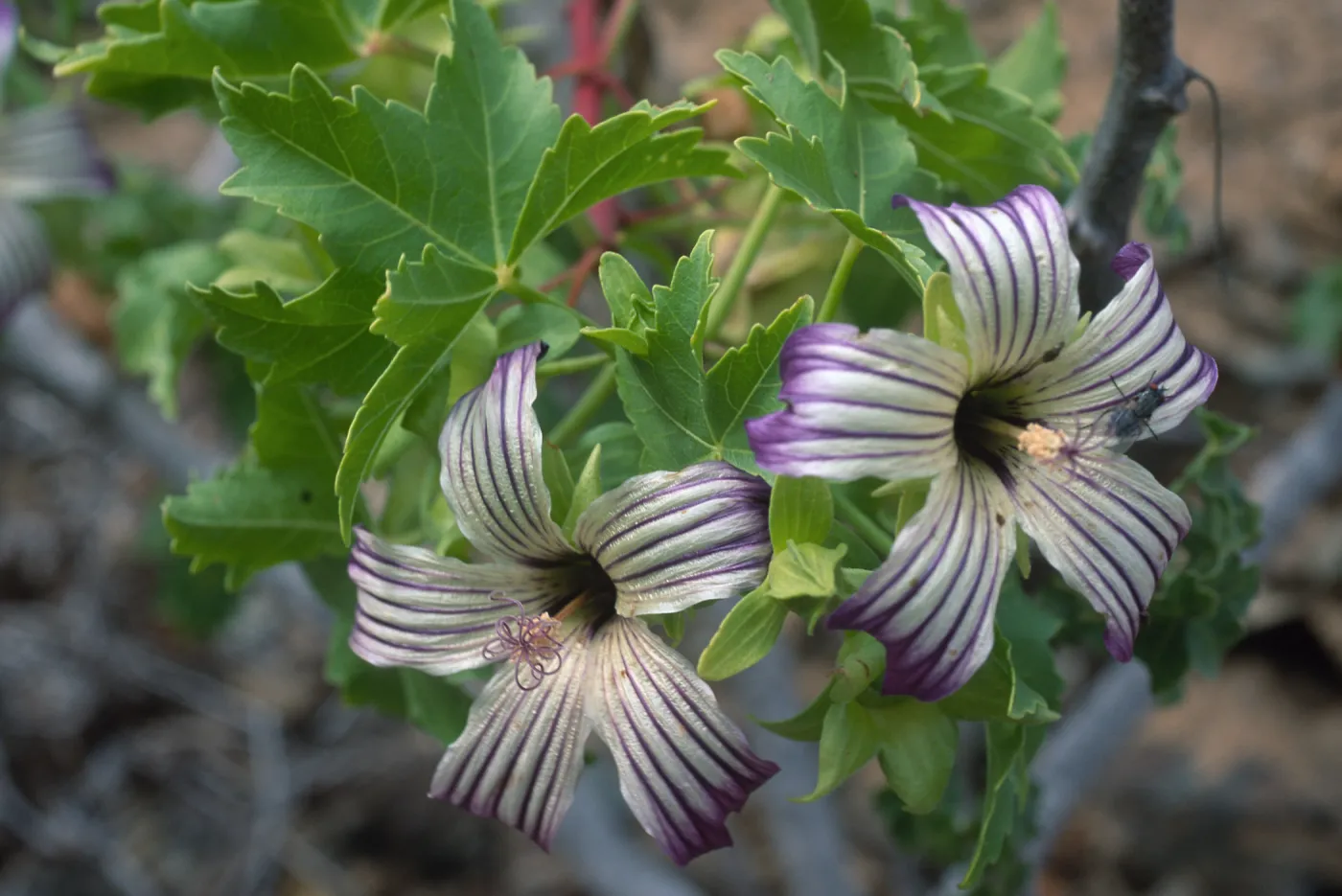 Lavatera venosa, North side, West San Benito Island