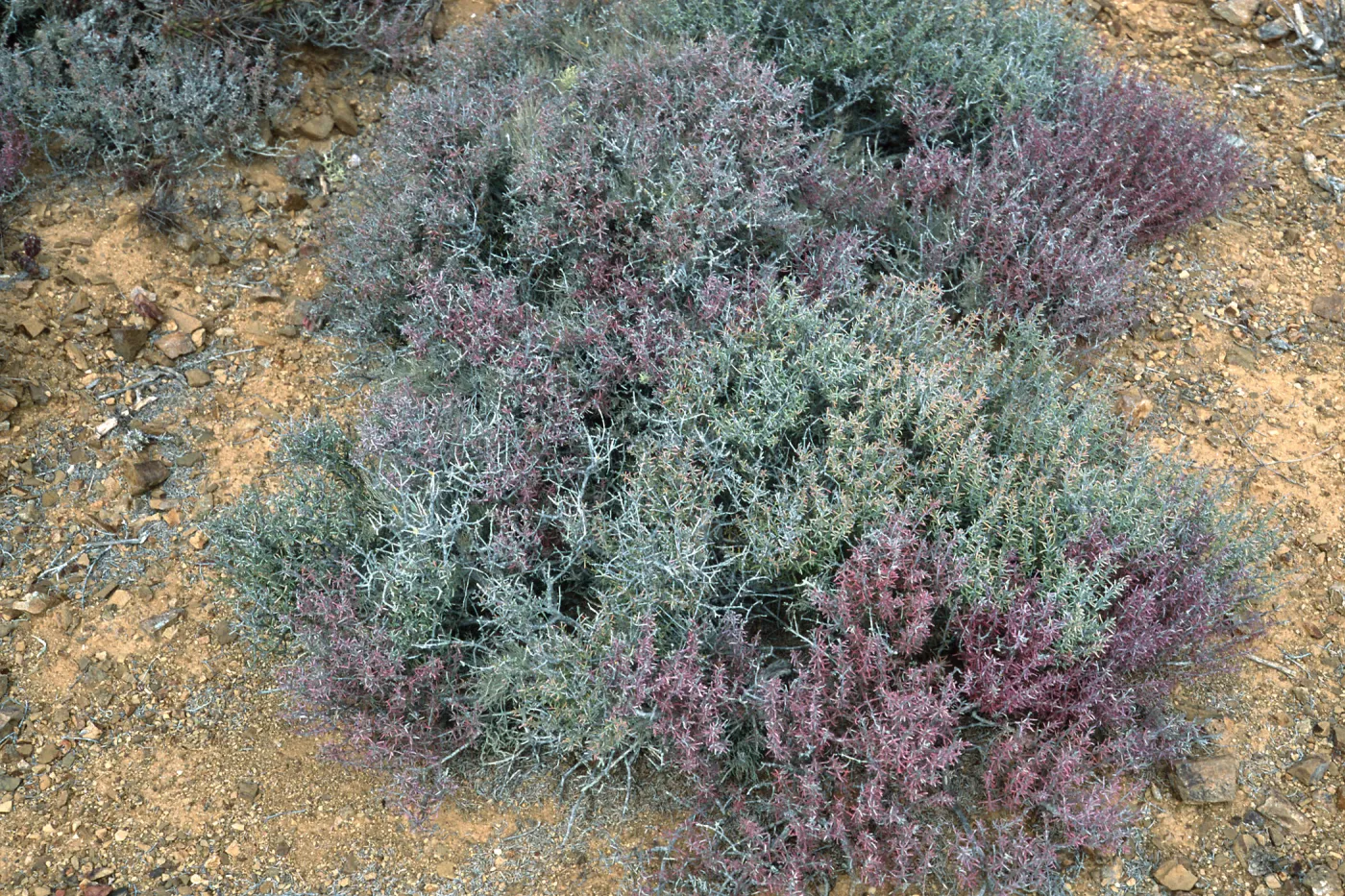 Frankenia palmeri, North side, West San Benito Island