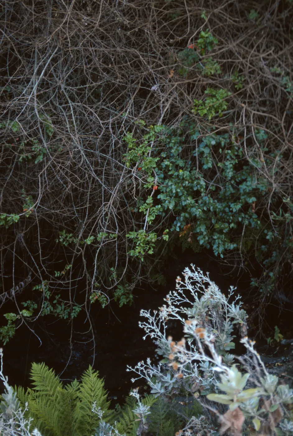 Berberis pinnata insularis, Hazard Canyon, Santa Cruz Island