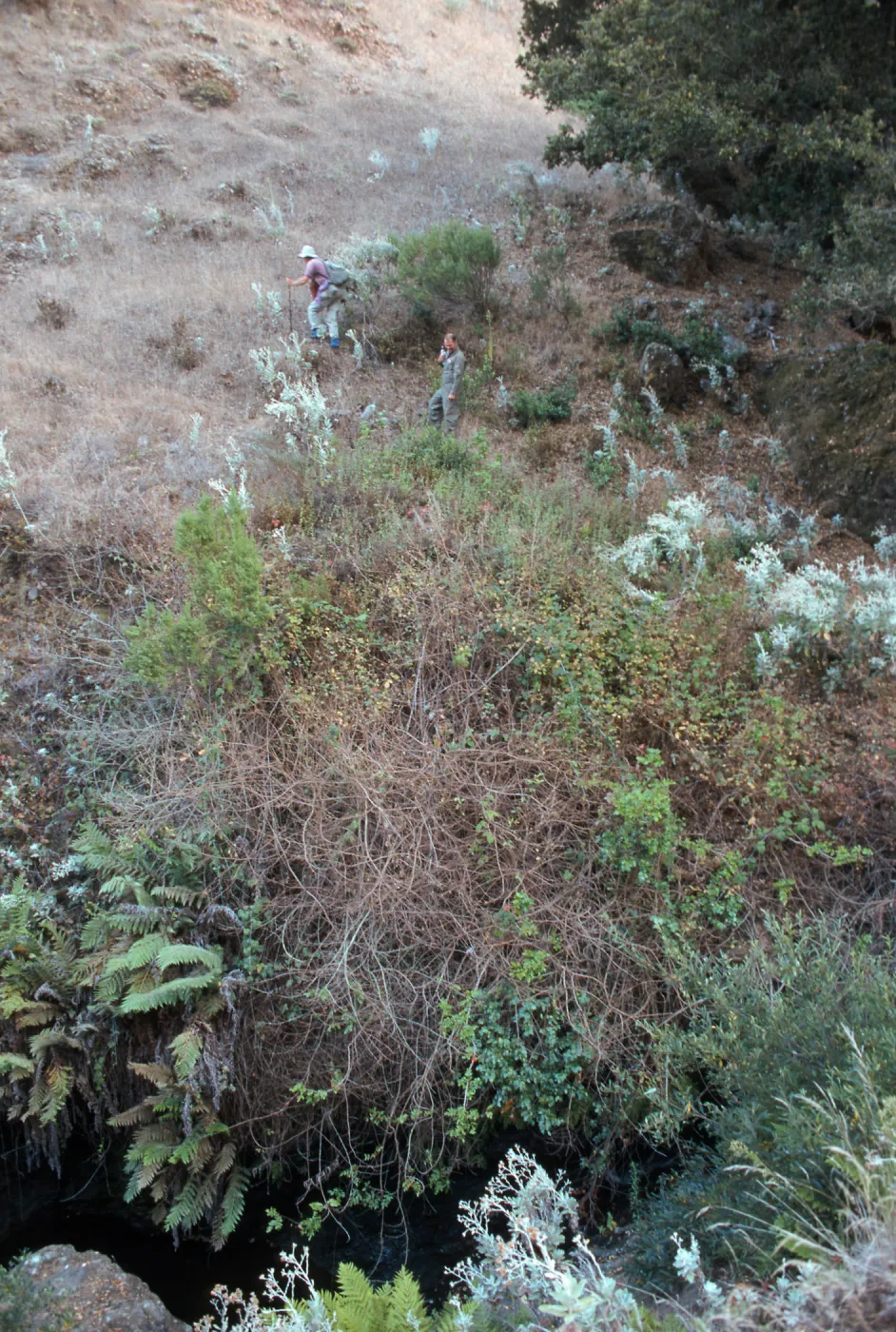 Berberis population, Steve Junak & Jim McCrory, Hazard Canyon, Santa Cruz Island