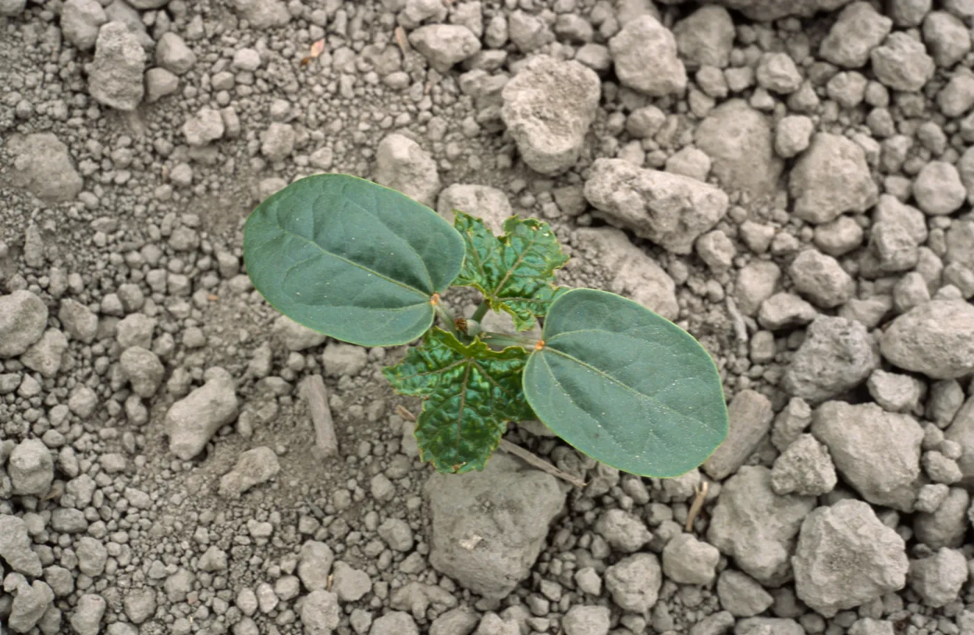 Ricinus communis seedling, Seal Beach, Orange County