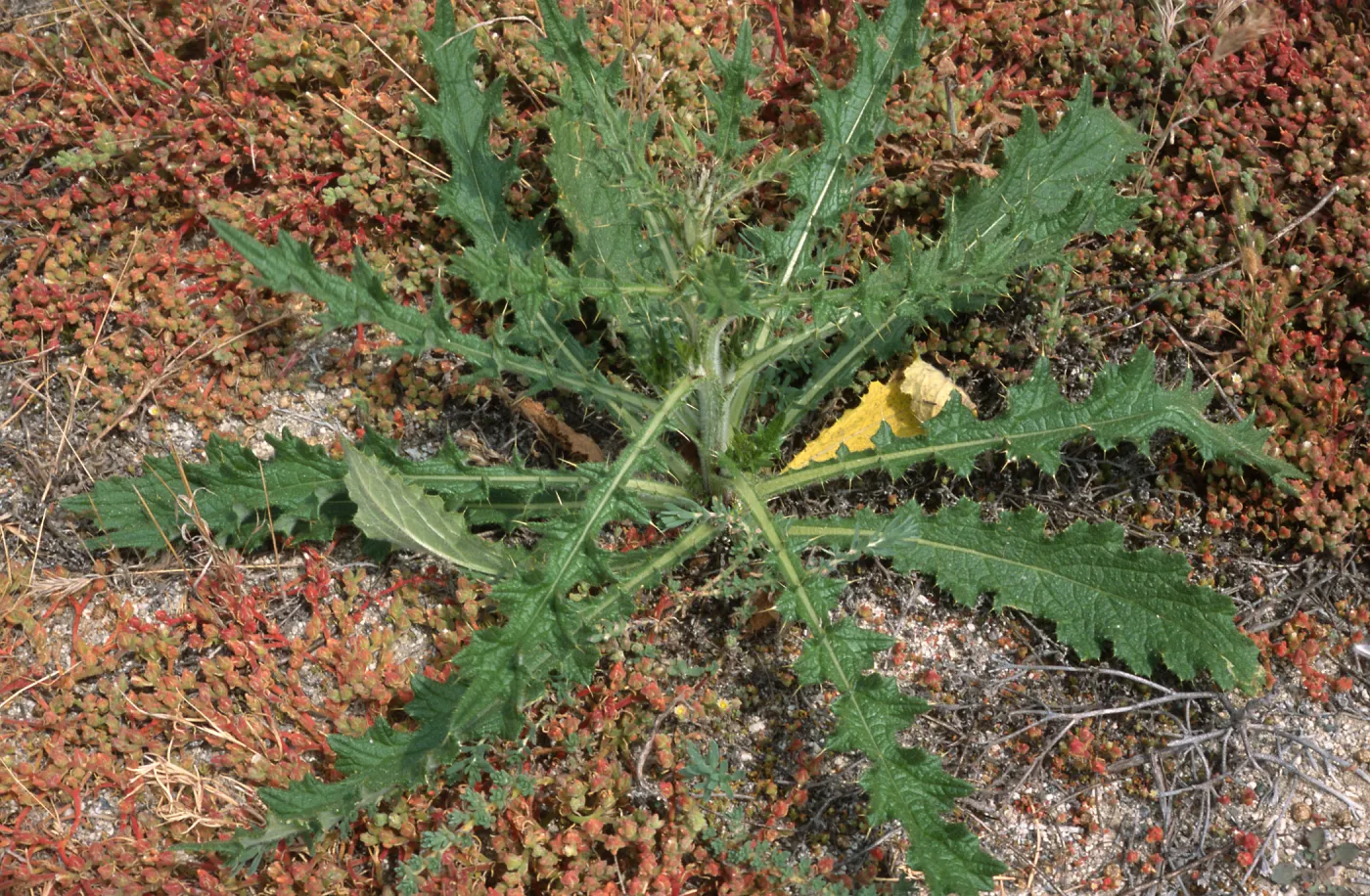 Cirsium vulgare, Seal Beach, Orange County