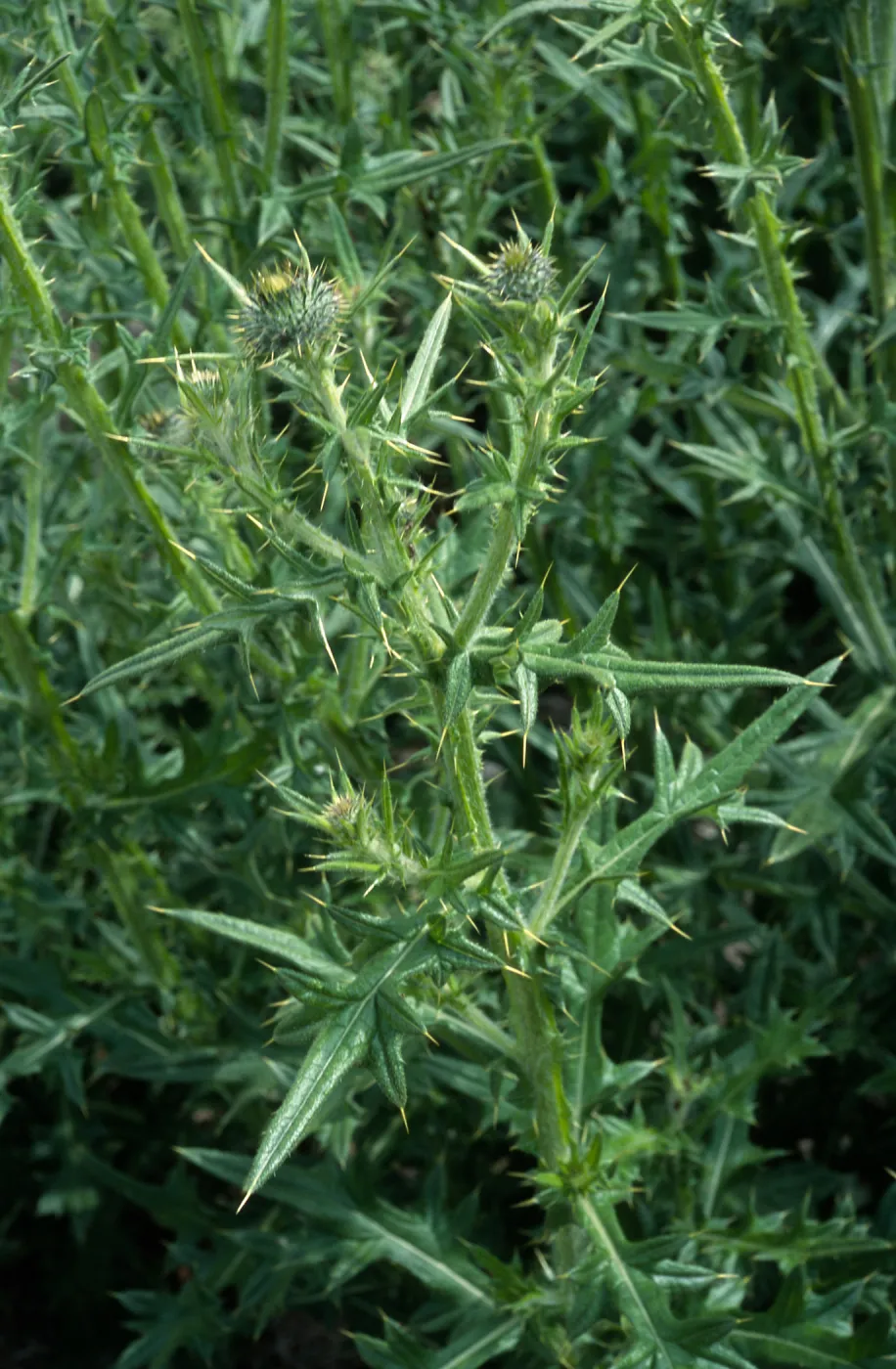Cirsium vulgare, Seal Beach, Orange County