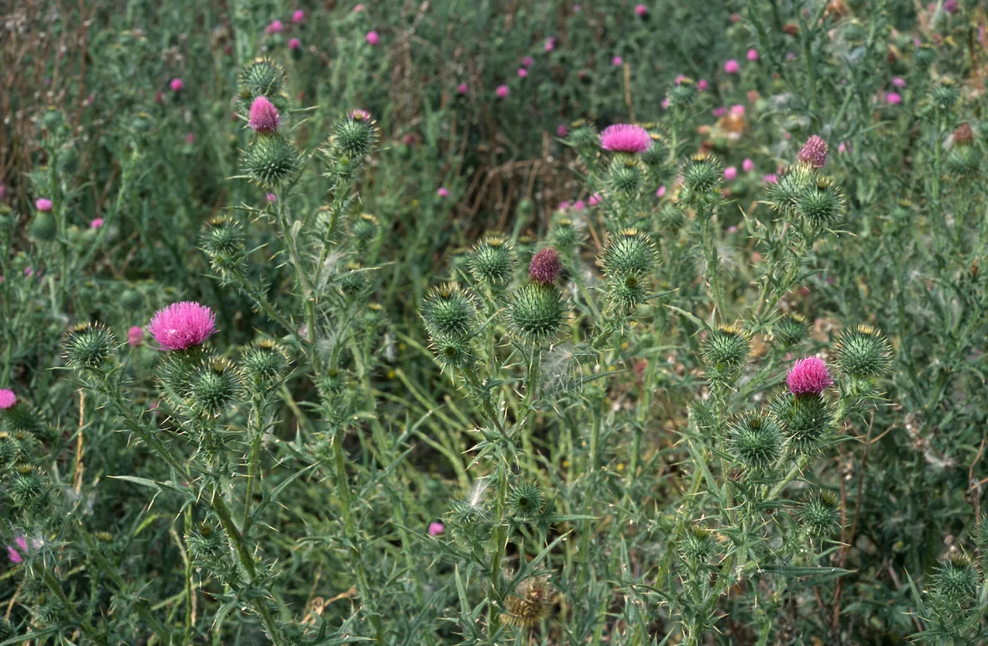 Cirsium vulgare, Seal Beach, Orange County