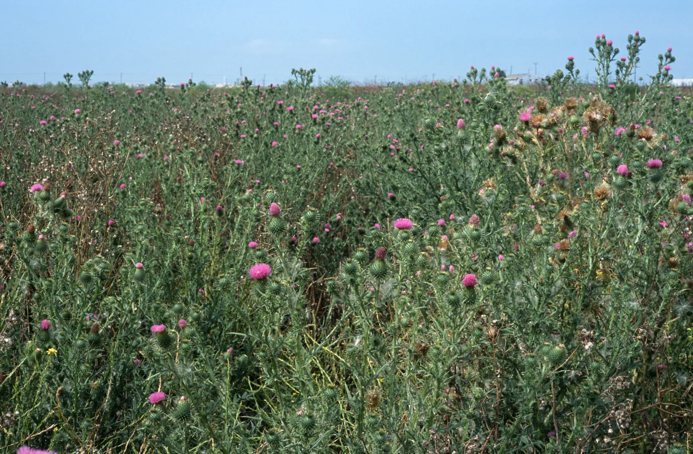 Cirsium vulgare, Seal Beach, Orange County