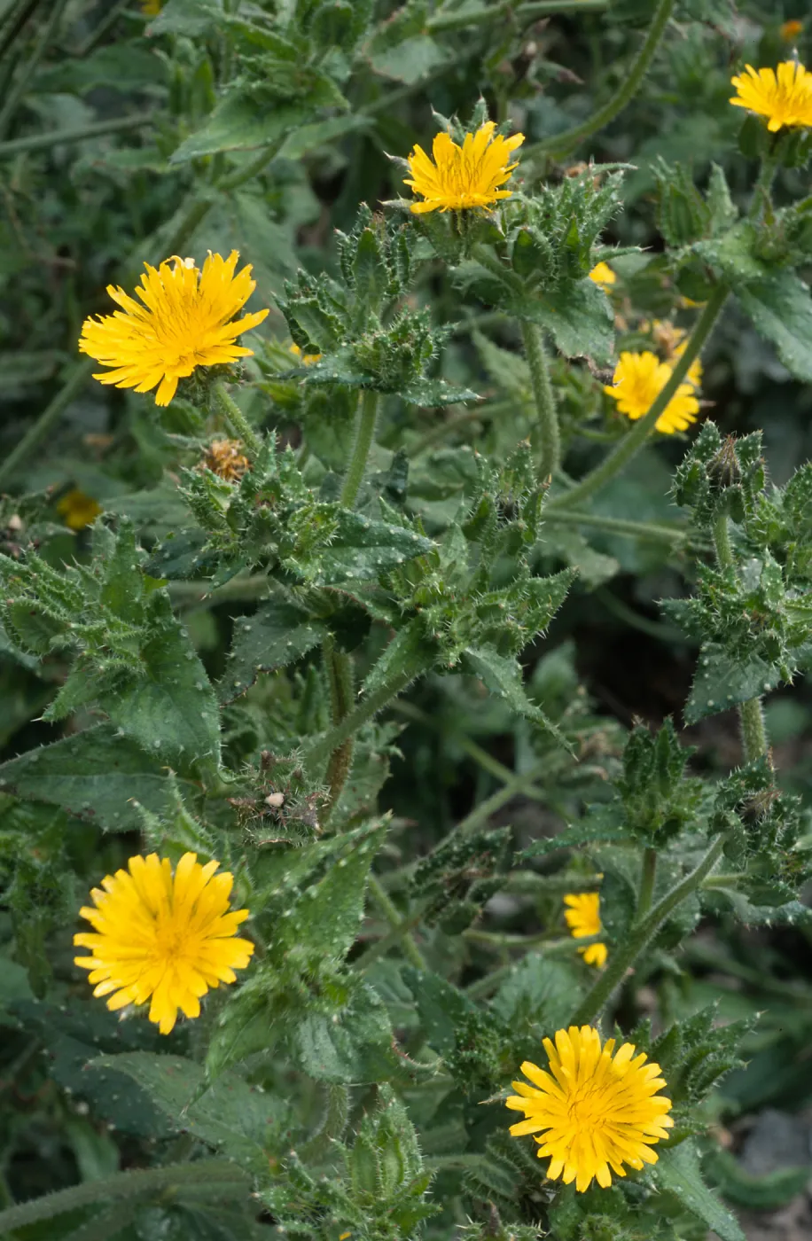 Picris, Seal Beach, Orange County