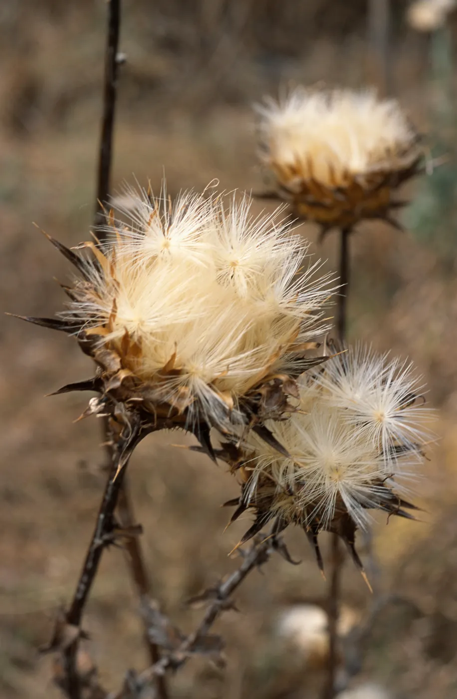 Silybum marianum, Seal Beach, Orange County