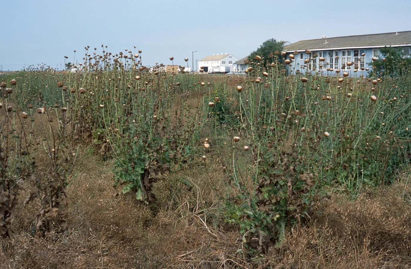 Silybum marianum, Seal Beach, Orange County