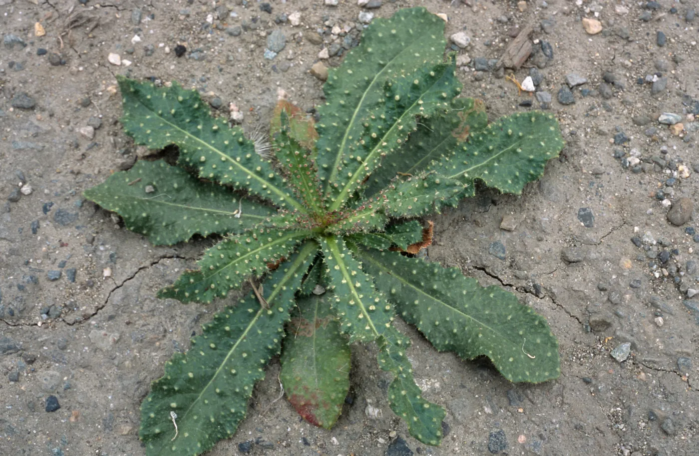 Picris, Seal Beach, Orange County