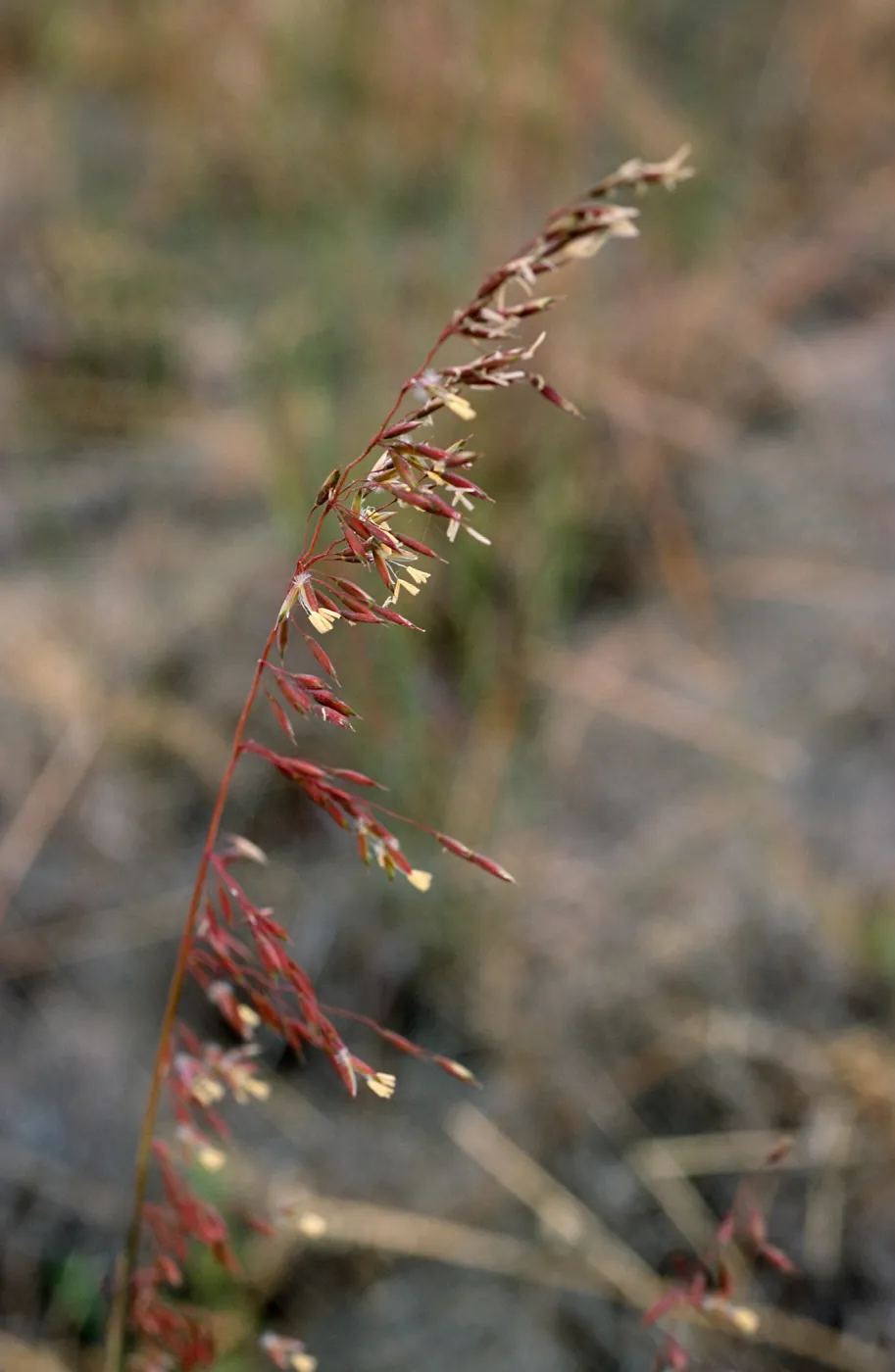 Ehrharta calycina, West Cove, Santa Cruz Island