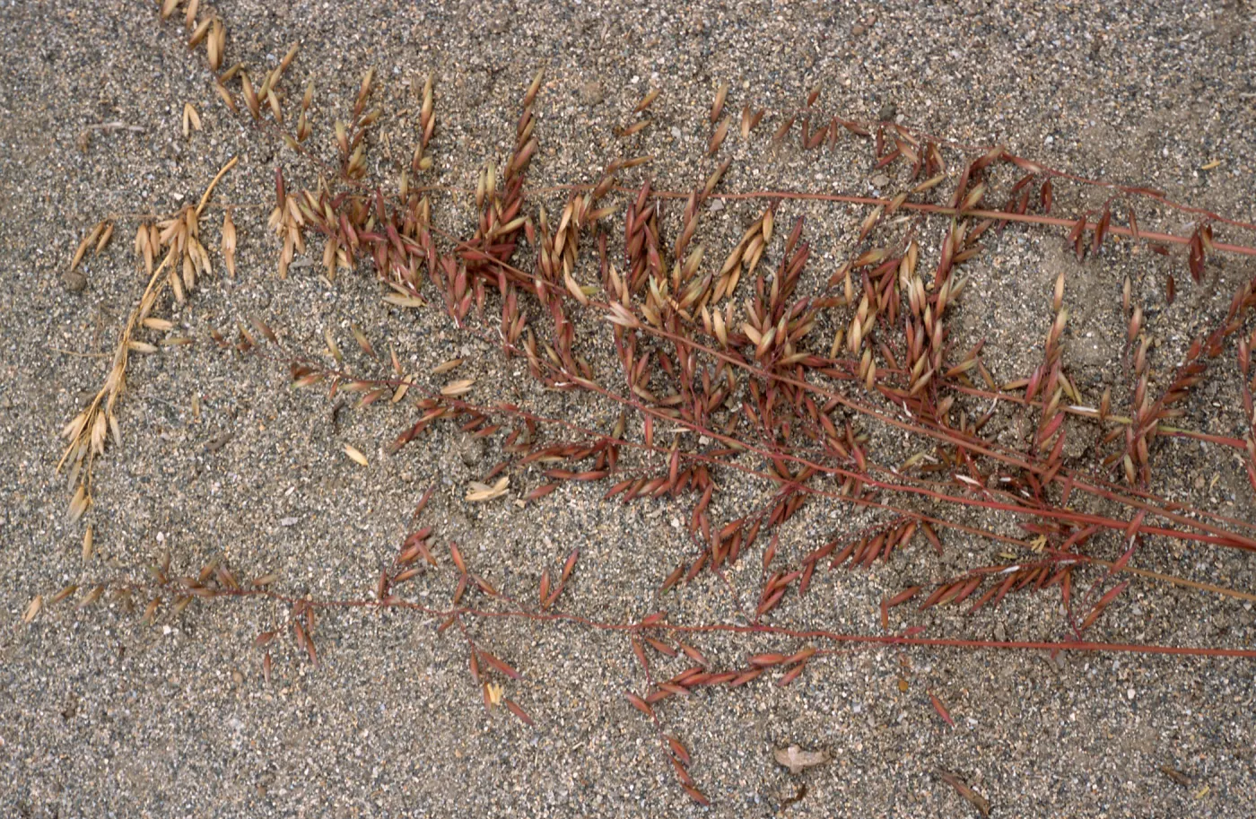 Ehrharta calycina, West Cove, Santa Cruz Island