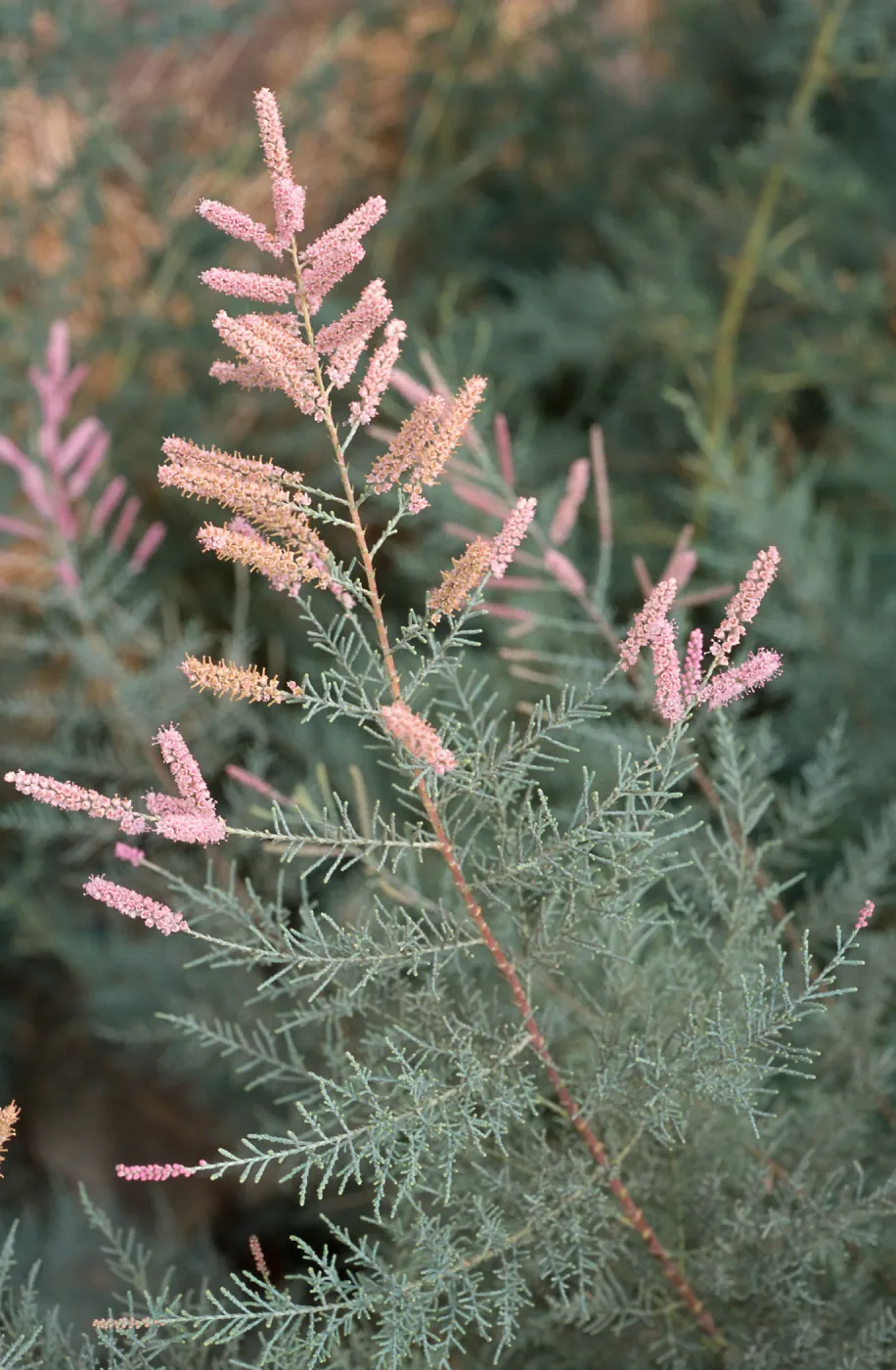 Tamarix ramosissima, El Centro, Imperial County