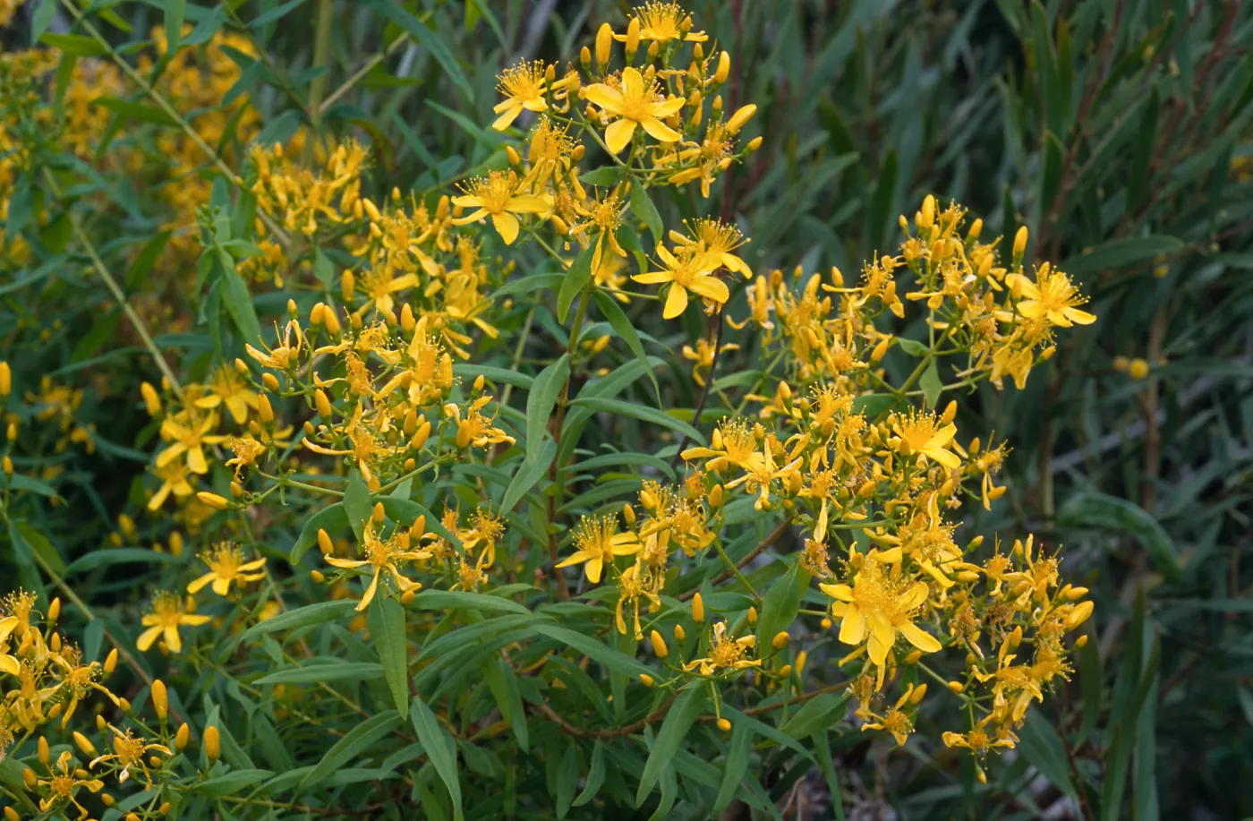 Hypericum, Pont Loma, San Diego County