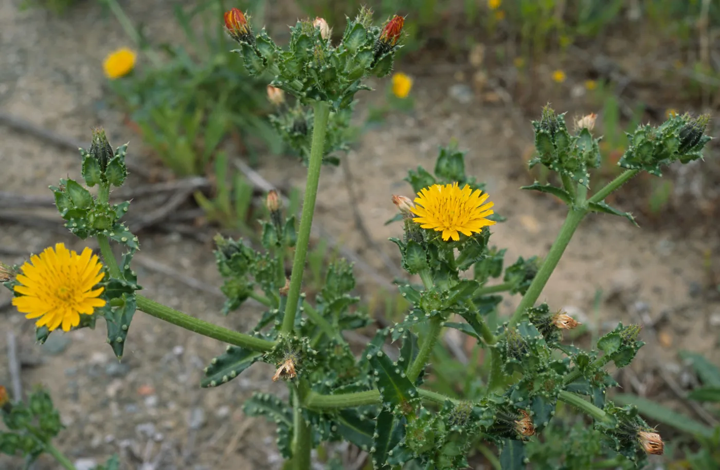 Hypericum, Pont Loma, San Diego County