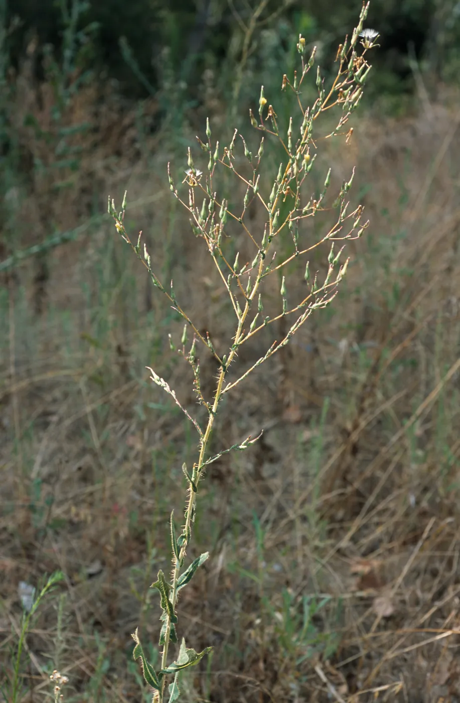 Lactuca Serriola