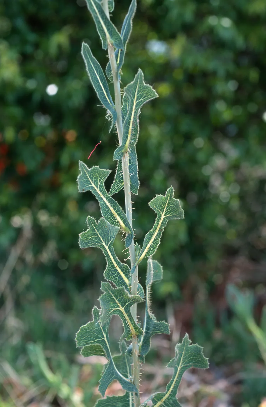 Lactuca Serriola