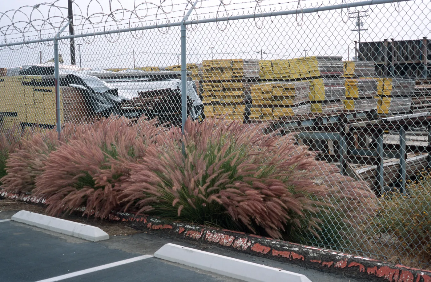 Pennisetum setaceum, Naval Station, San Diego