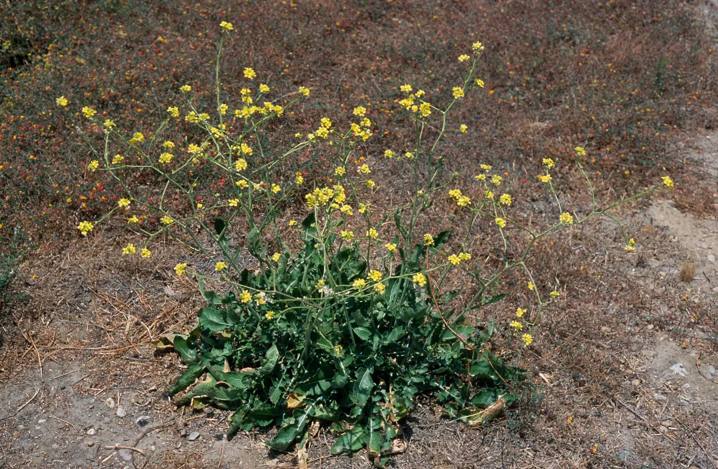 Hirschfeldia incana, North Island, San Diego County