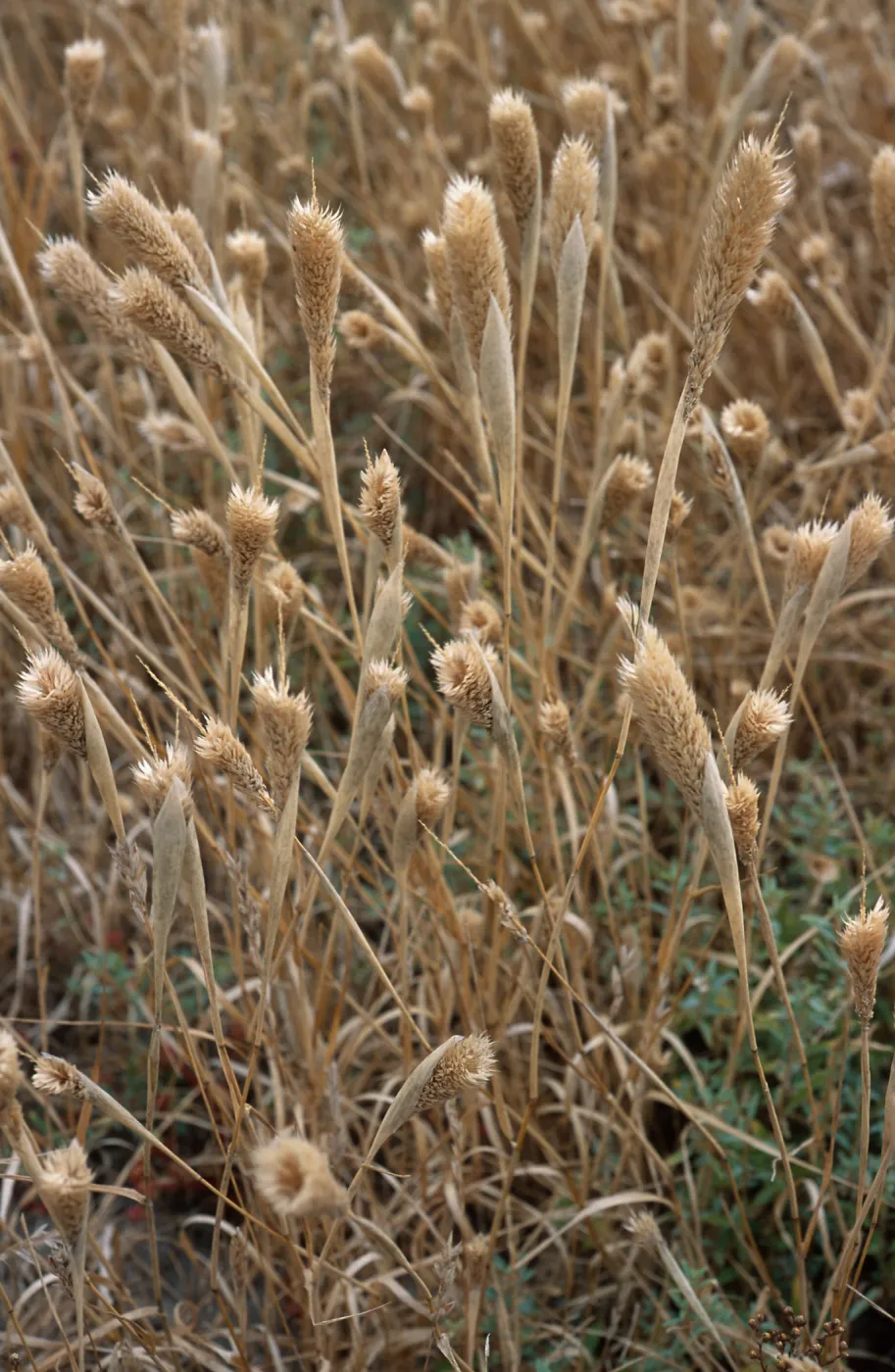 Phalaris paradoxa, North end, Santa Cruz Island