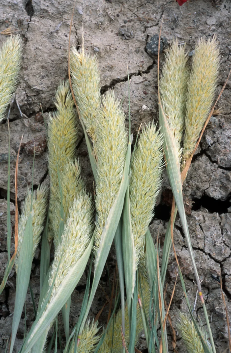 Phalaris paradoxa, North end, Santa Cruz Island