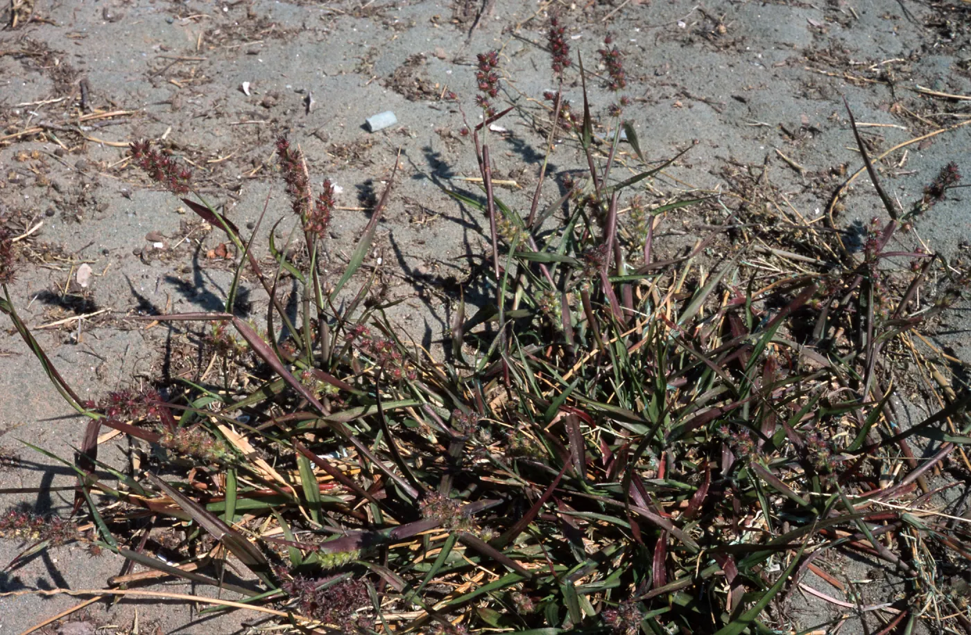 Cenchrus, North Island, San Diego County