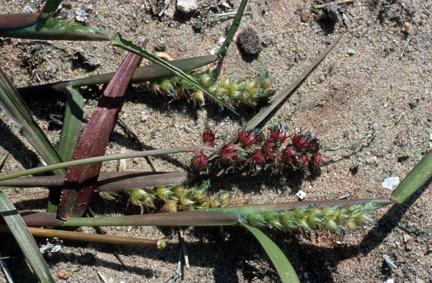 Cenchrus, North Island, San Diego County
