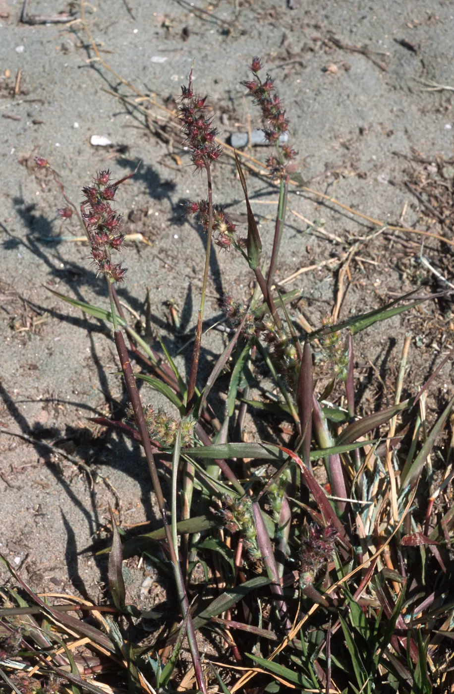 Cenchrus, North Island, San Diego County