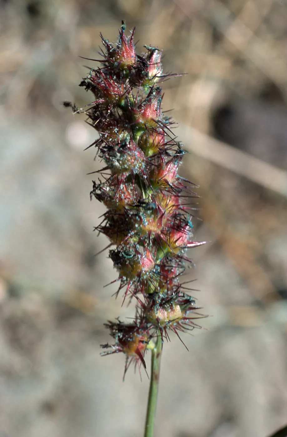 Cenchrus, North Island, San Diego County