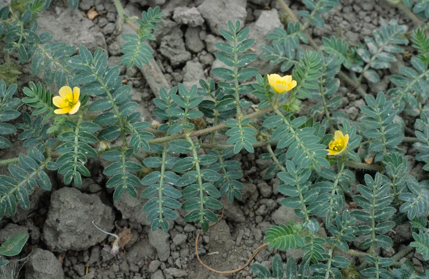 Tribulus, Seal Beach, Orange County