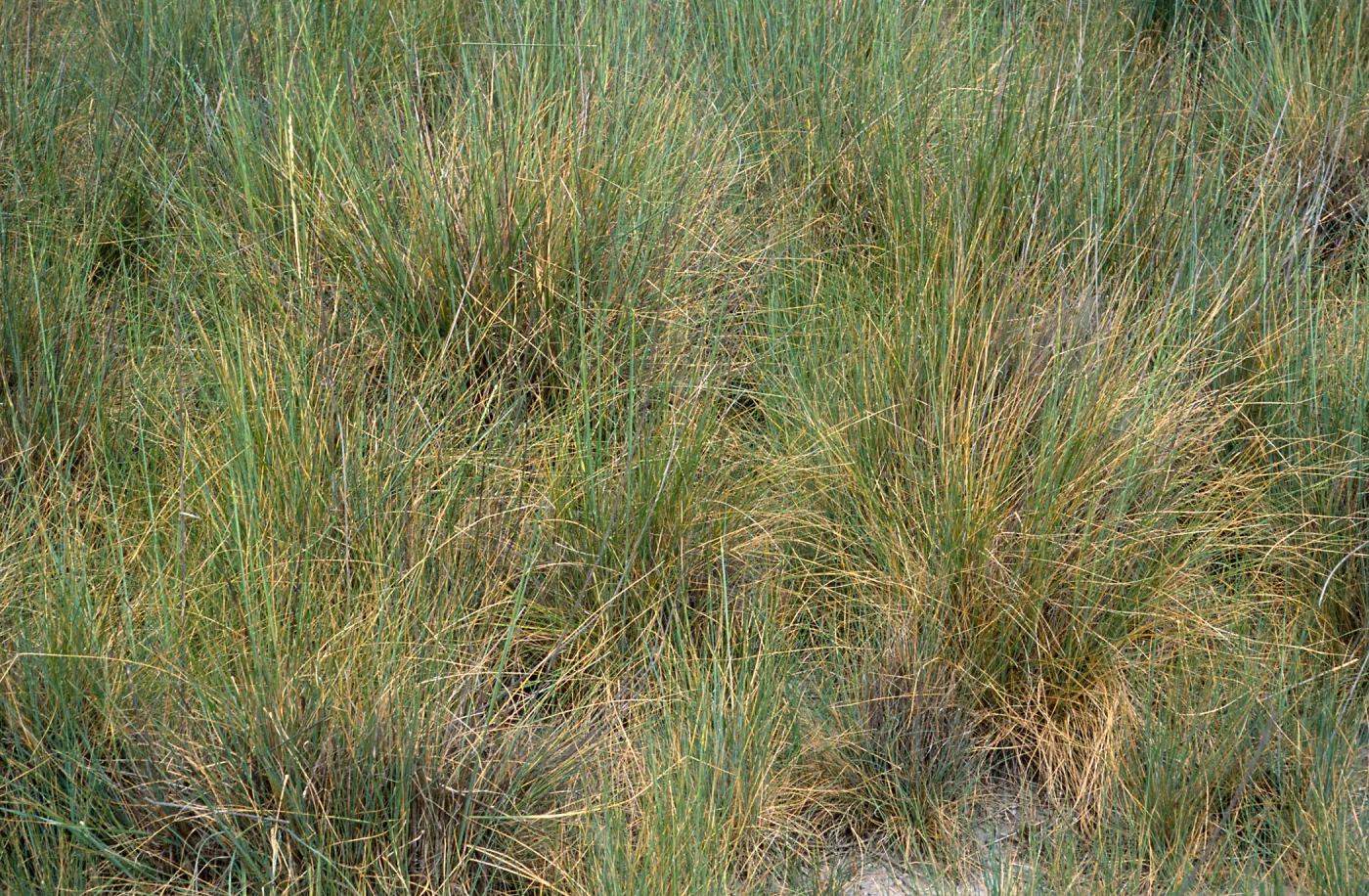 Elytrigia, Seal Beach, Orange County