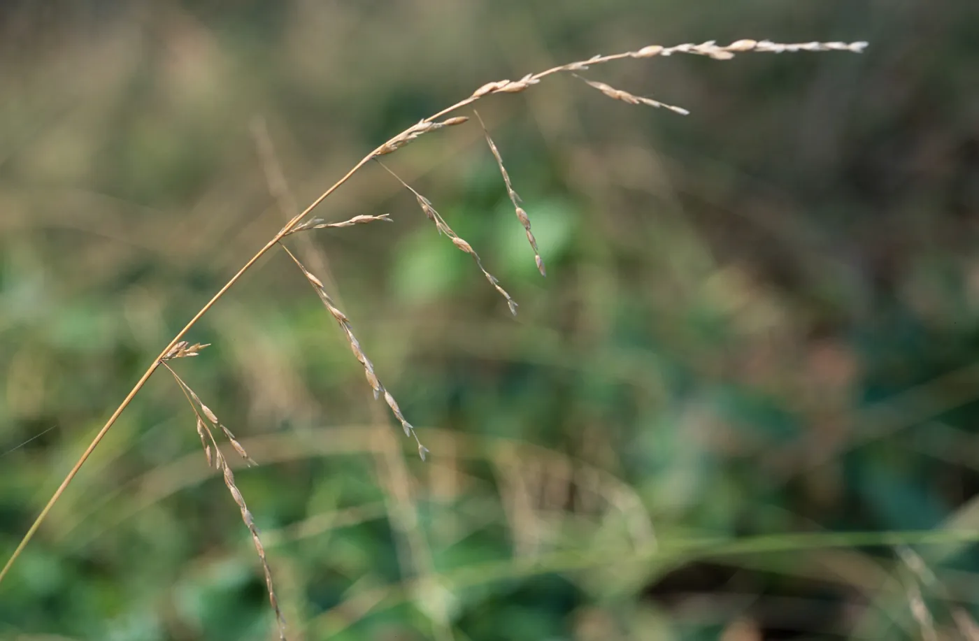Ehrharta erecta