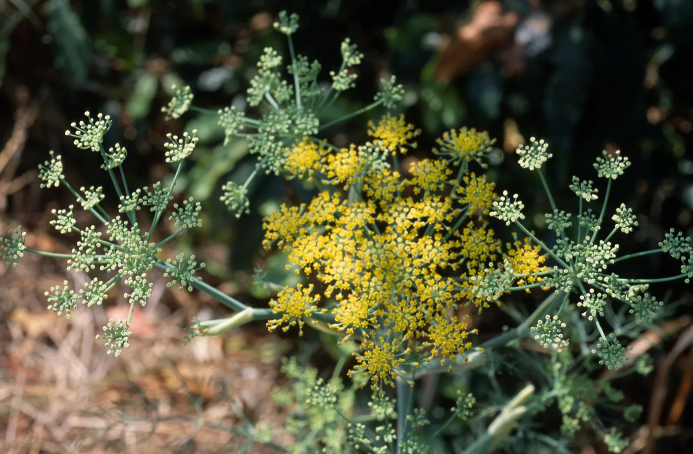 Foeniculum