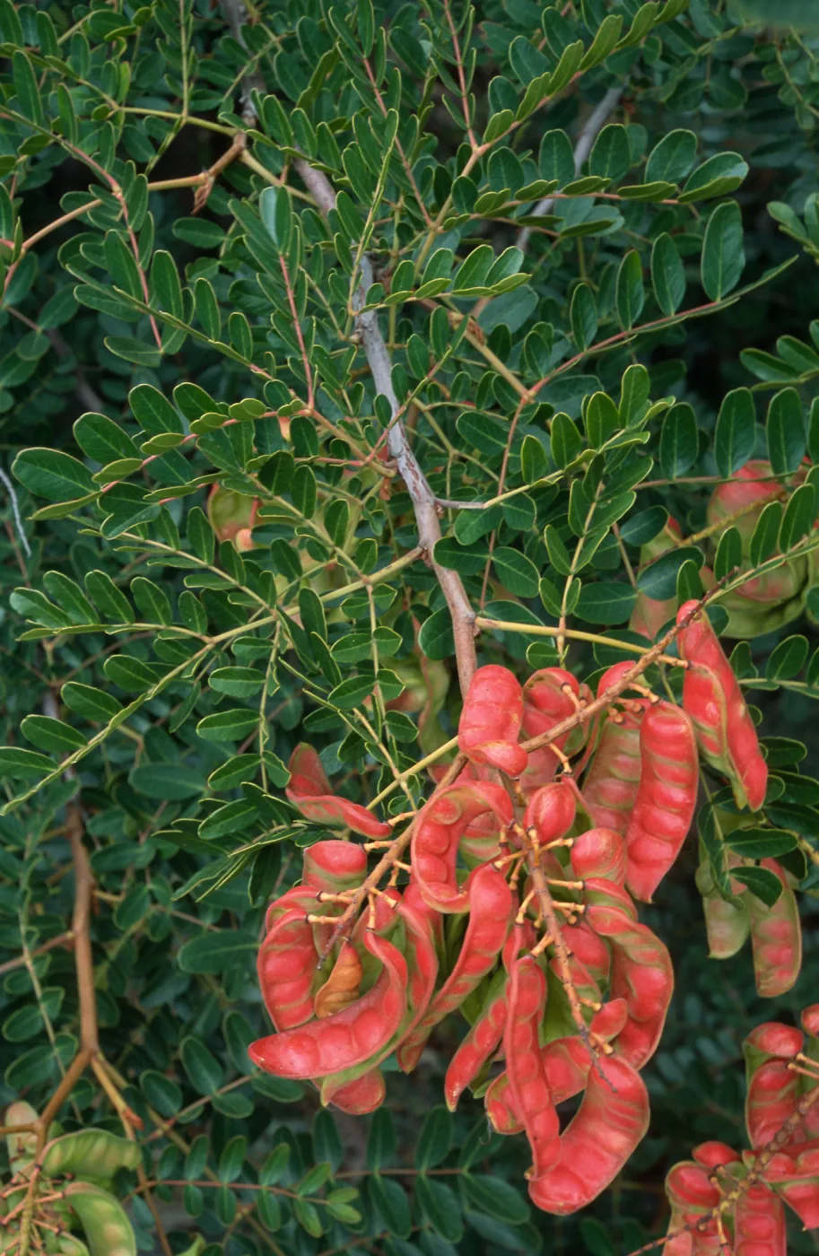Caesalpina, Point Loma, San Diego County