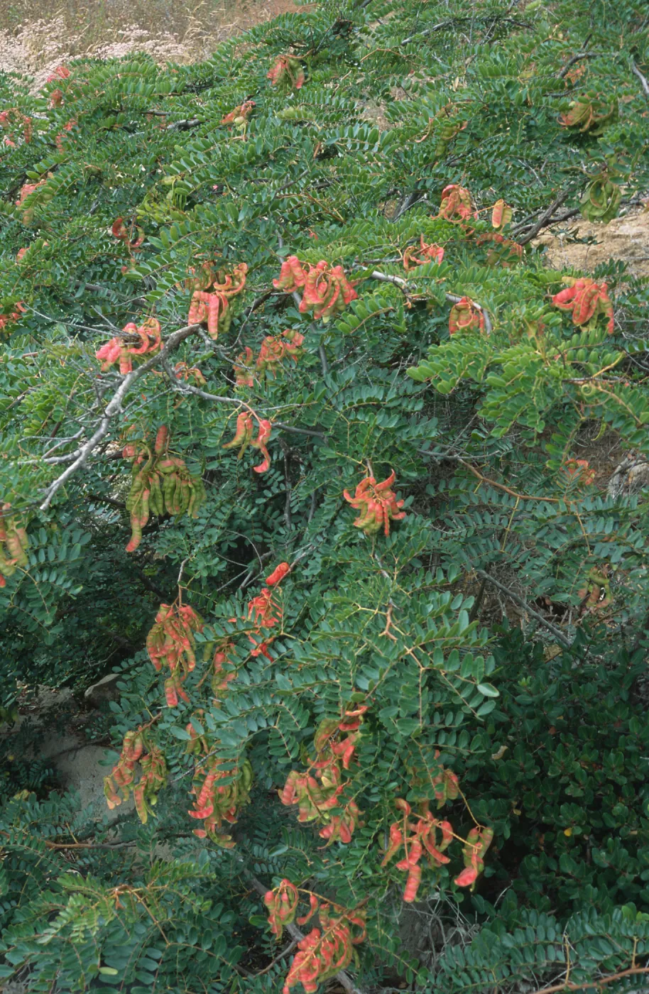 Caesalpina, Point Loma, San Diego County