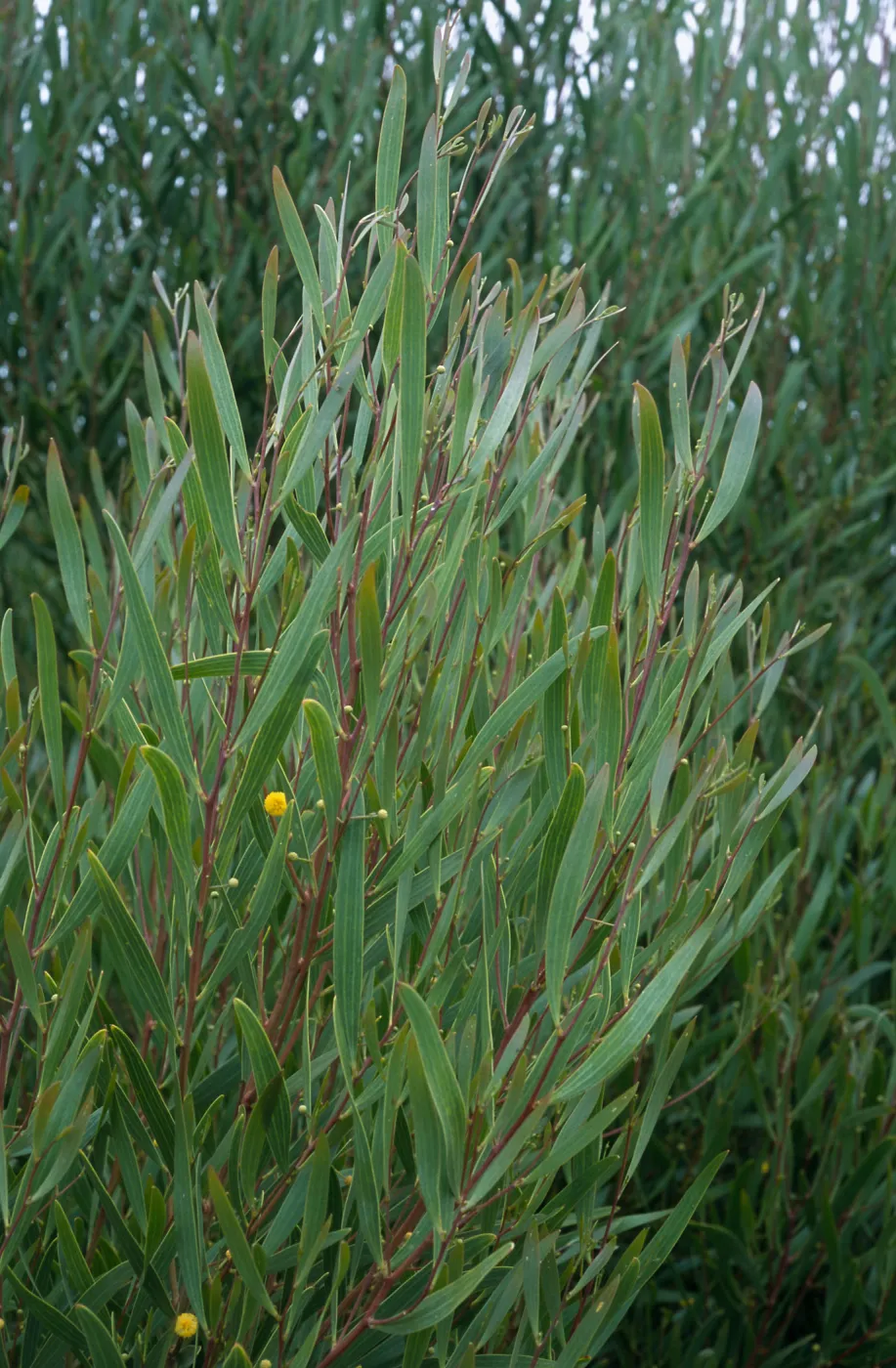 Acacia cyclops, Point Loma, San Diego County