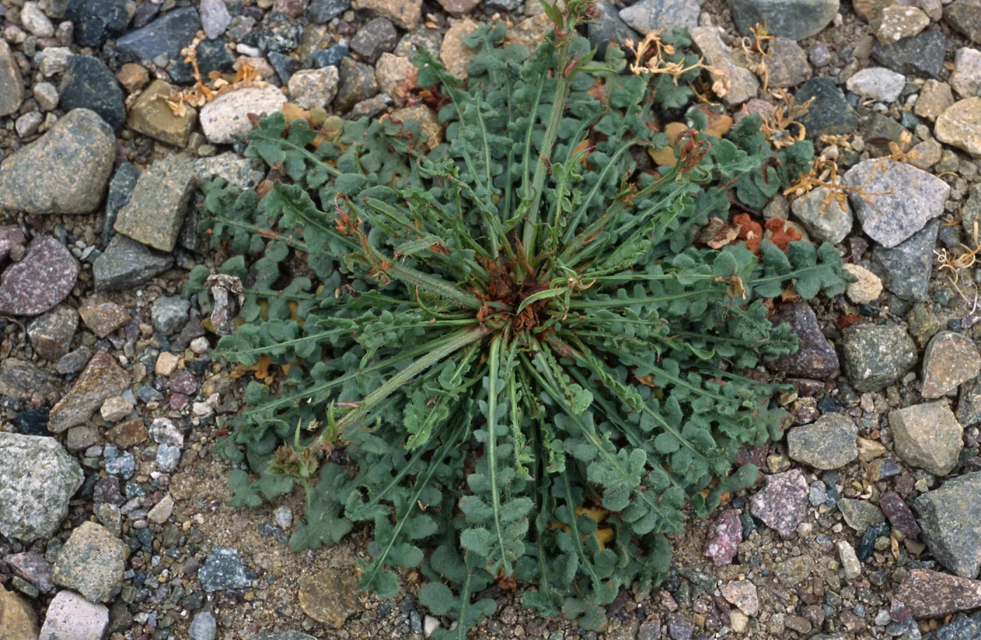 Limonium, Point Loma, San Diego County