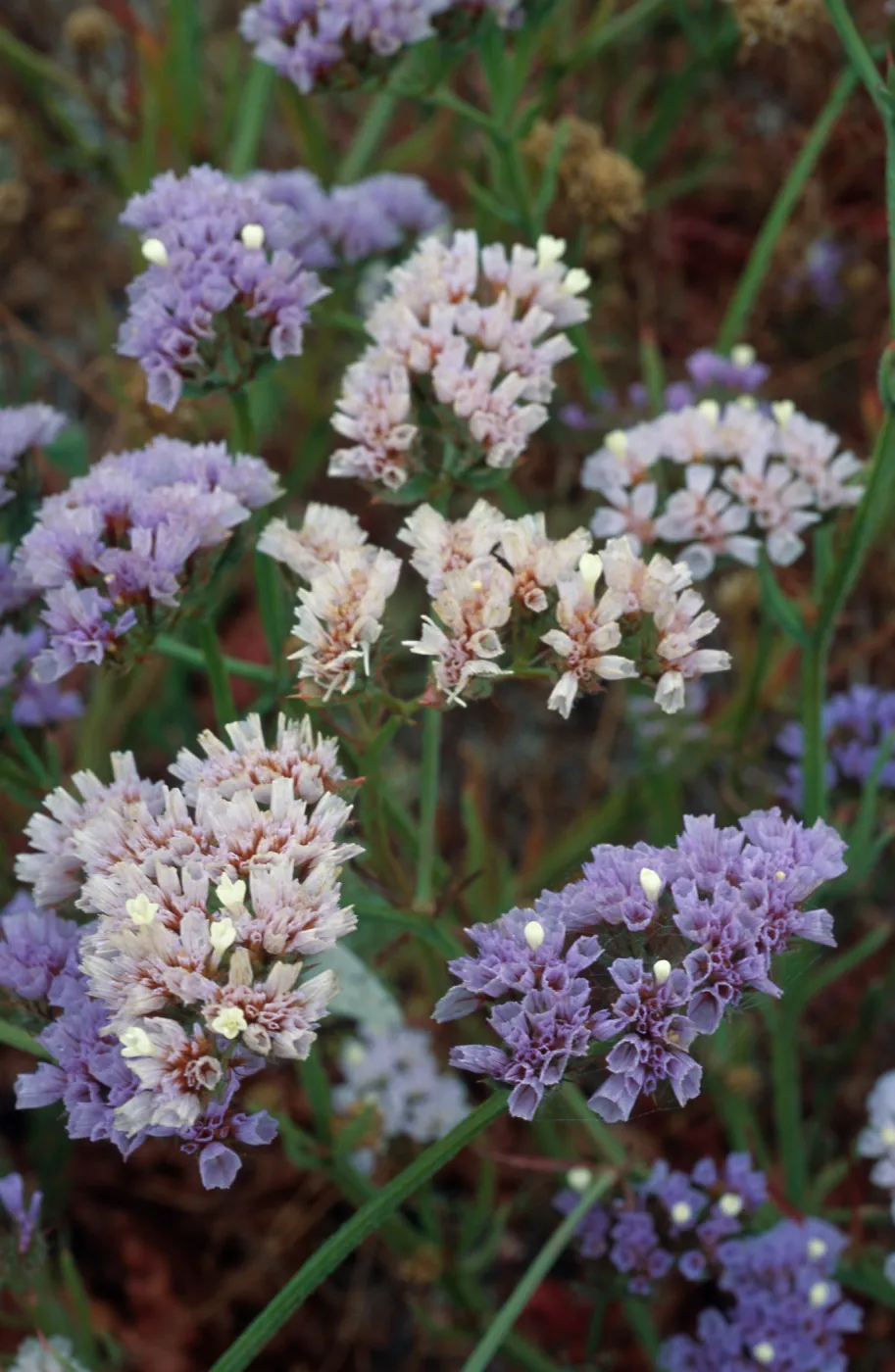 Limonium, Point Loma, San Diego County