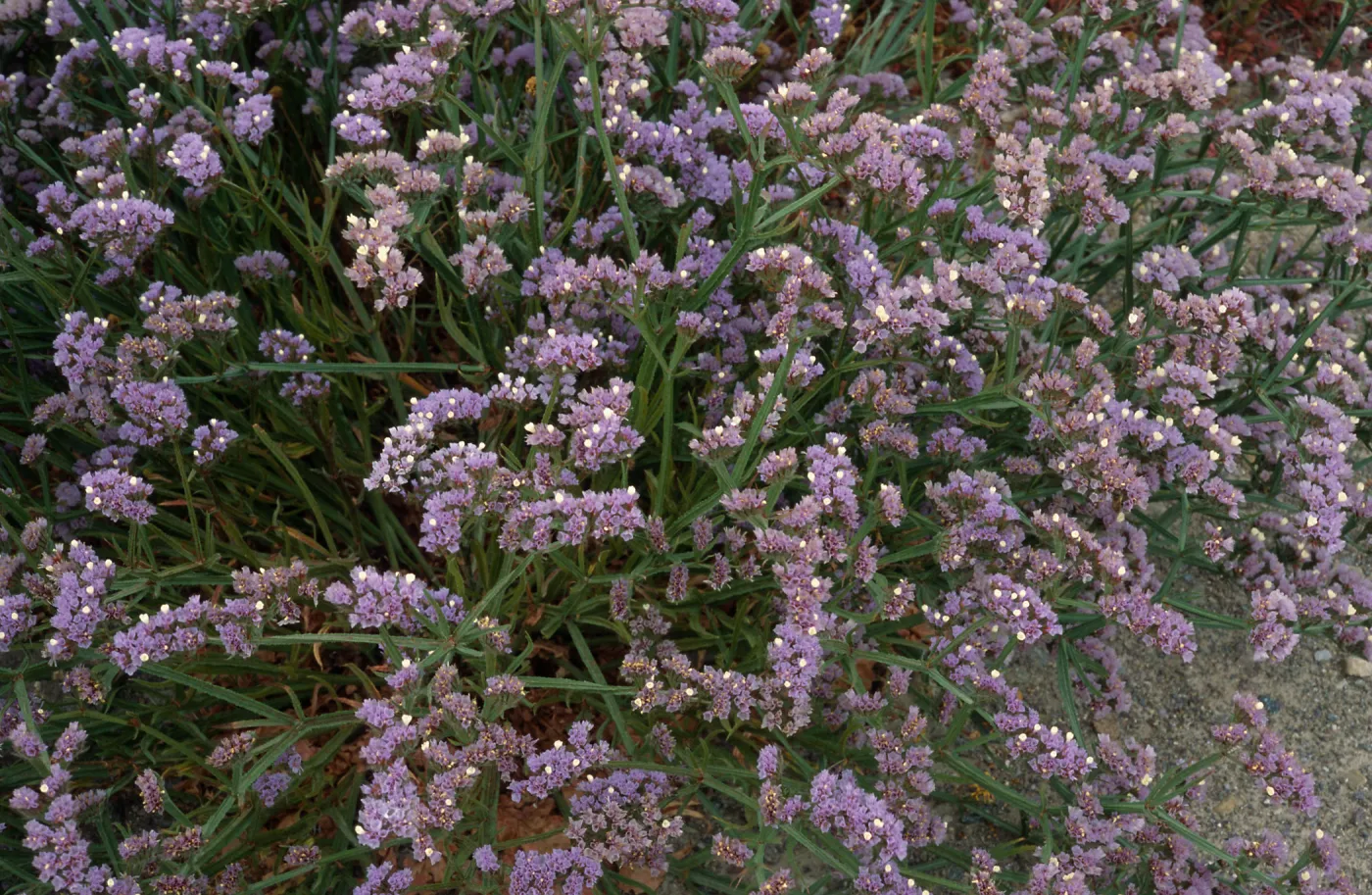 Limonium, Point Loma, San Diego County