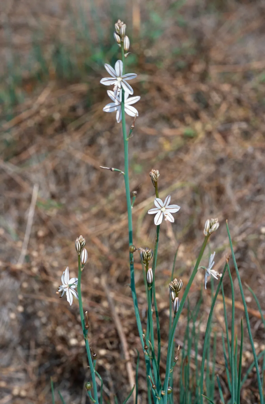 Asphodelus fistulosus, Clif Drive, Santa Barbara