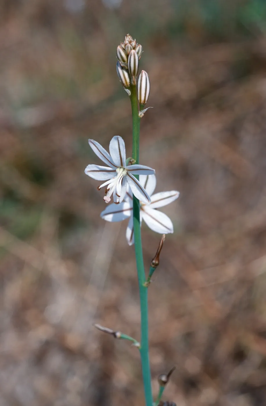 Asphodelus fistulosus, Clif Drive, Santa Barbara