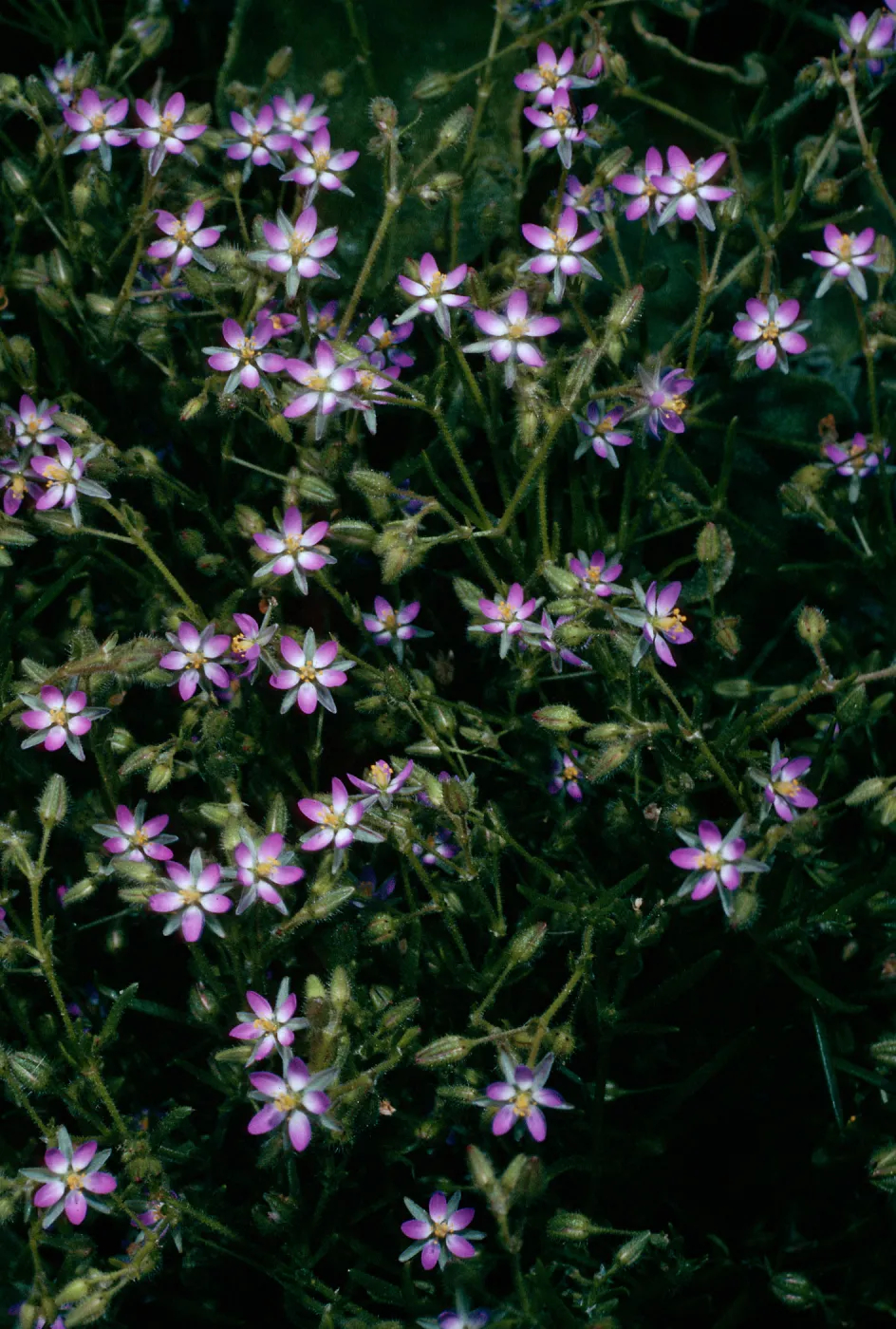 Spergularia bocconei, Landing Cove, Santa Barbara Island