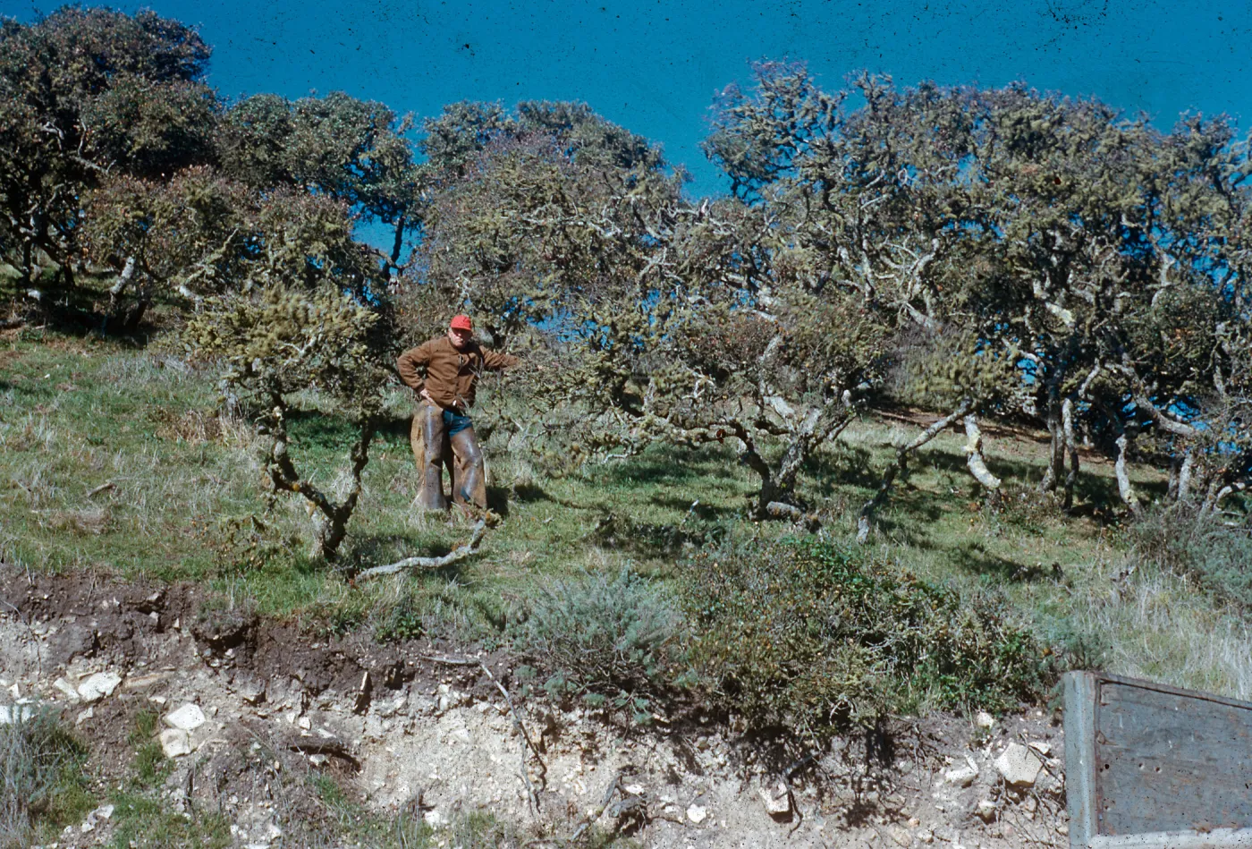 Island Oaks, Black Mountain