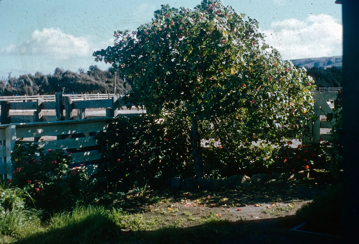 California Tree Mallow, Ranch House, Santa Rosa Island