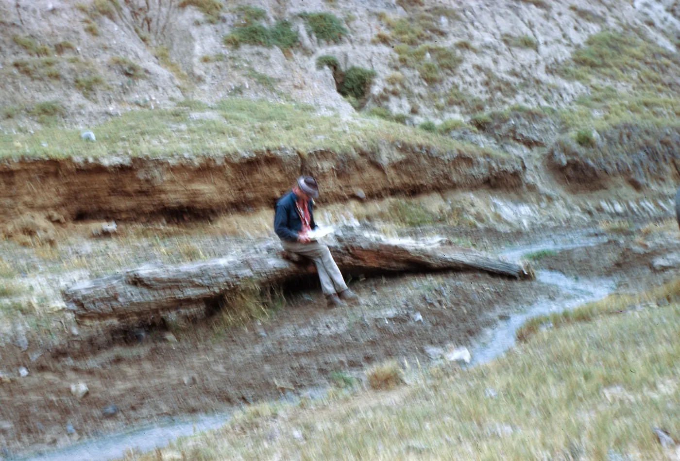 Fossil log, Cliff Smith, Las Sauces, Santa Cruz Island