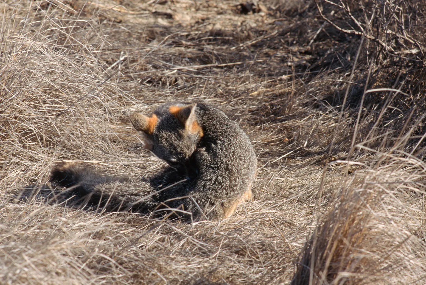 island fox, Kart Road, Santa Catalina Island