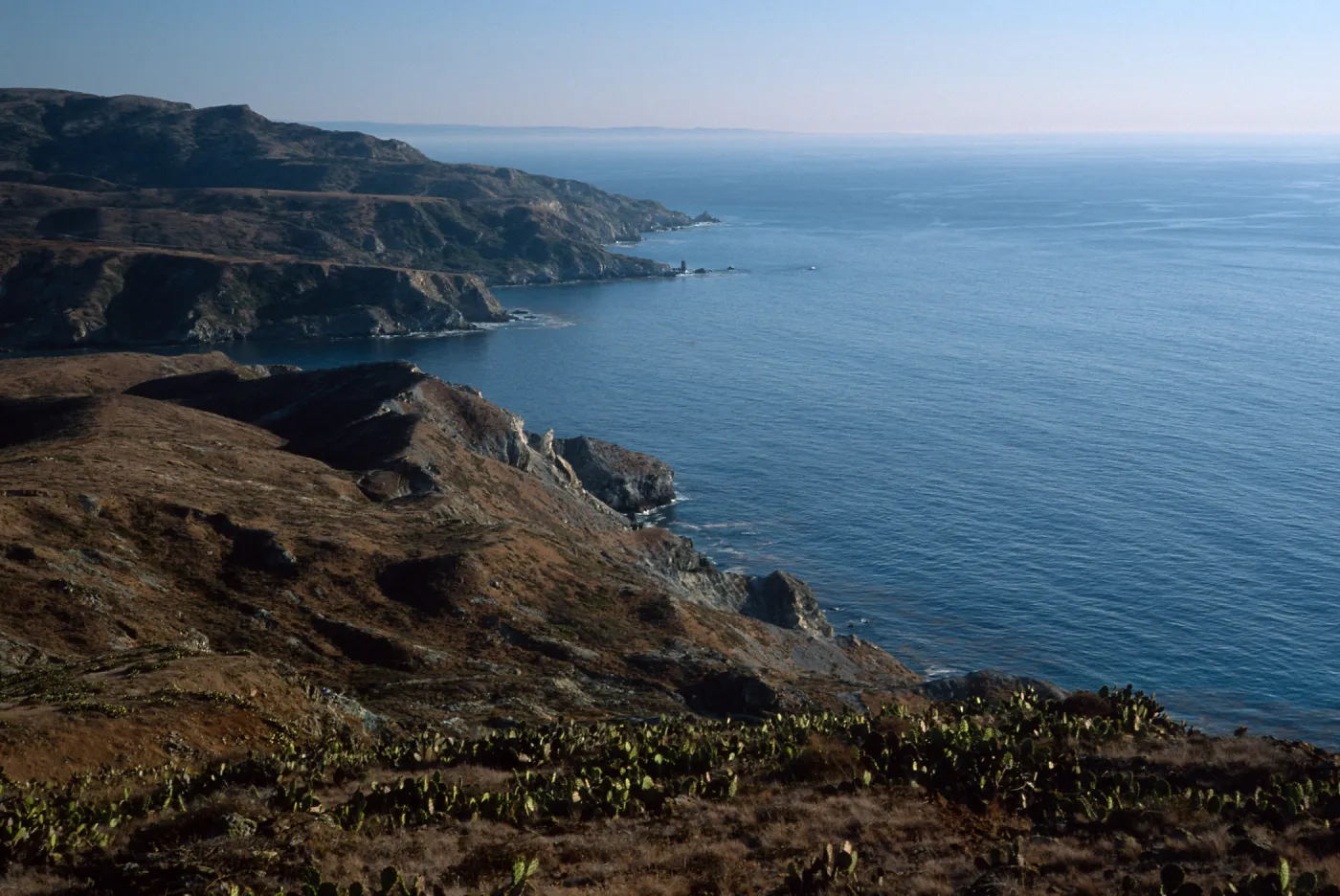 Prickly Pear (Opuntia oricola), in background, looking towards Little Harbor, Santa Catalina Island