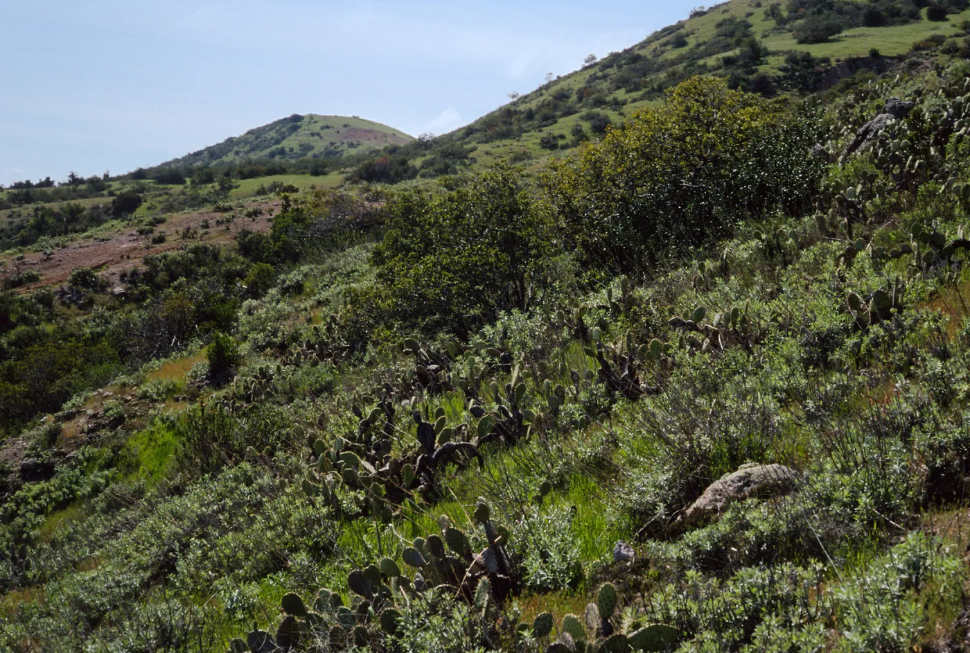 Cape Canyon, Santa Catalina Island
