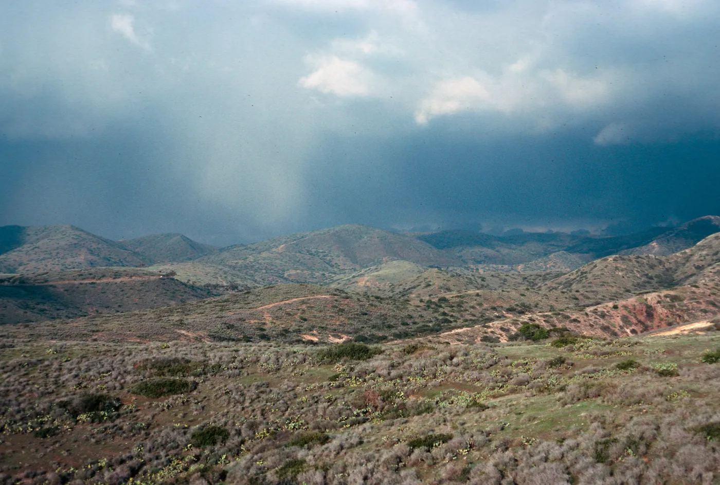 near Rancho Escondido, Santa Catalina Island