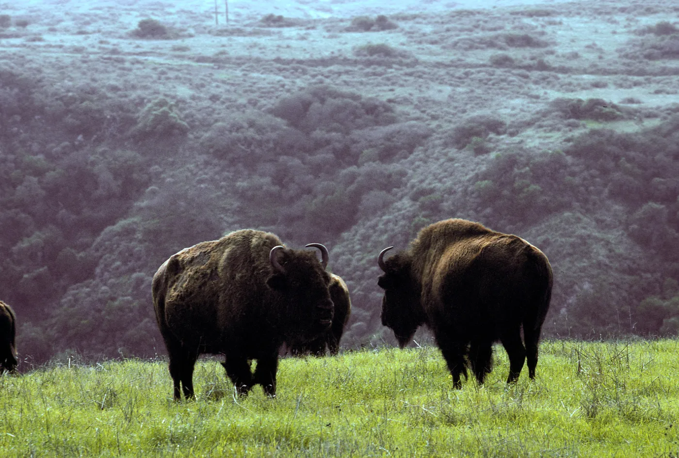 bison above Little Harbor, Santa Catalina Island