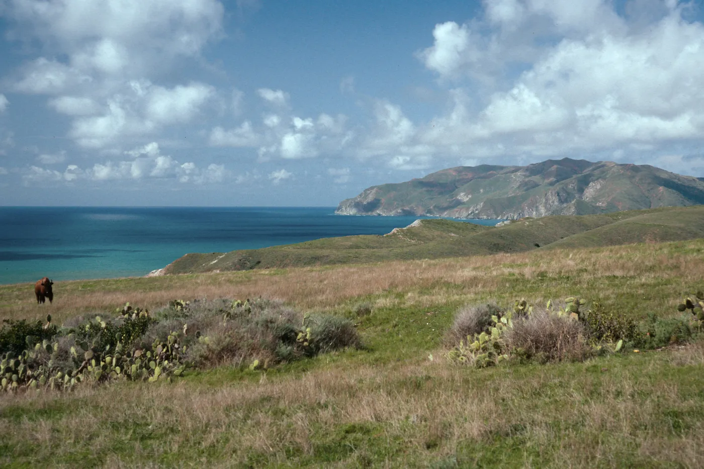 Bison, East of Little Harbor, from Little Harbor Road, Santa Catalina Island